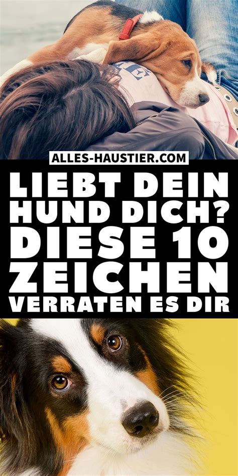 liebt mein hund mich test